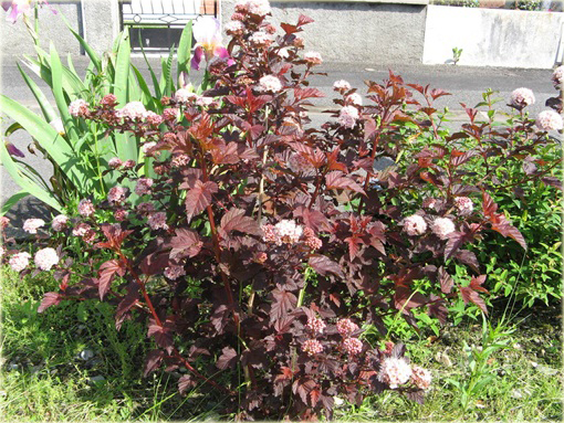 Pęcherznica kalinolistna Physocarpus opulifolius