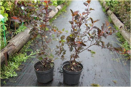 Pęcherznica kalinolistna Physocarpus opulifolius