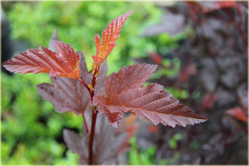 Pęcherznica kalinolistna Physocarpus opulifolius