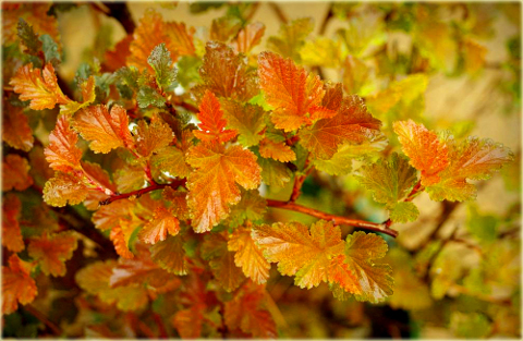 Pęcherznica kalinolistna Physocarpus opulifolius