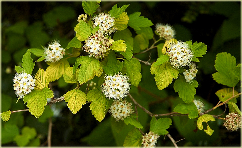 Pęcherznica kalinolistna Physocarpus opulifolius