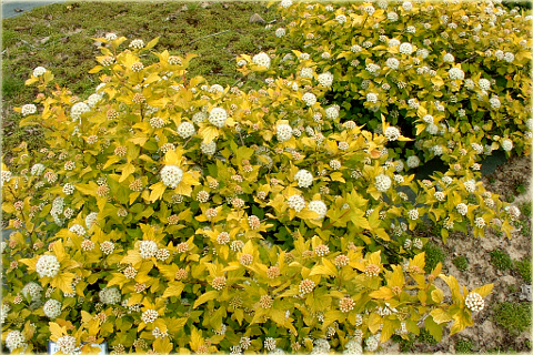 Pęcherznica kalinolistna Physocarpus opulifolius