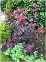 Pęcherznica kalinolistna Physocarpus opulifolius