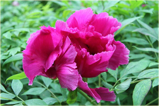 Peonia krzewiasta amarantowa, Piwonia drzewiasta Paeonia suffruticosa