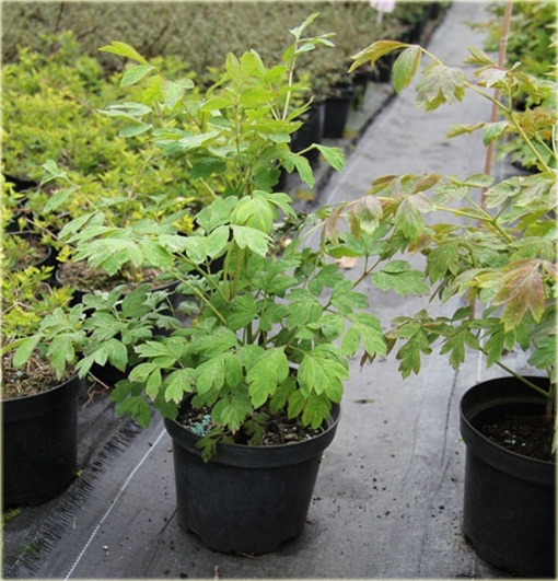 Peonia krzewiasta amarantowa, Piwonia drzewiasta Paeonia suffruticosa