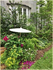 Peonia krzewiasta amarantowa, Piwonia drzewiasta Paeonia suffruticosa