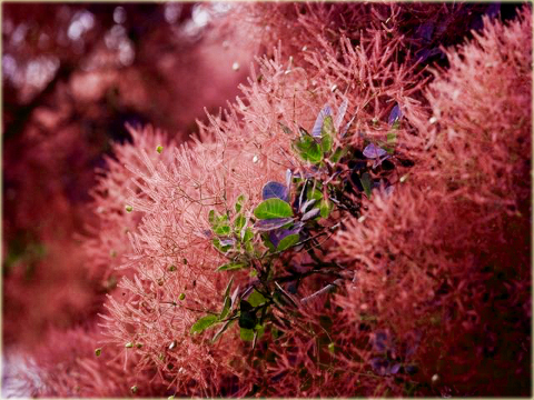 Perukowiec podolski czerwony Cotinus coggygria red