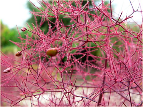 Perukowiec podolski czerwony Cotinus coggygria red
