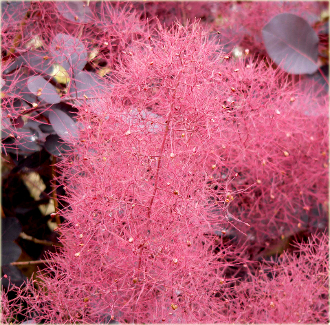 Perukowiec podolski czerwony Cotinus coggygria red