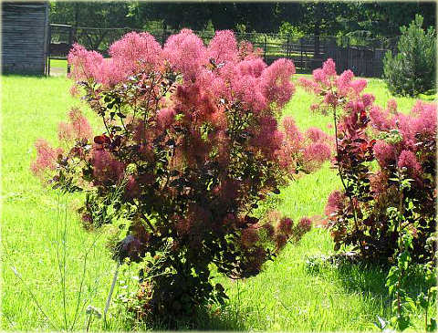 Perukowiec podolski czerwony Cotinus coggygria red