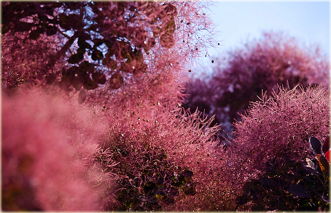 Perukowiec podolski czerwony Cotinus coggygria red