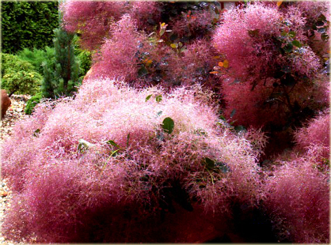 Perukowiec podolski czerwony Cotinus coggygria red