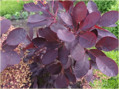 Perukowiec podolski czerwony Cotinus coggygria red