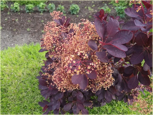 Perukowiec podolski czerwony Cotinus coggygria red