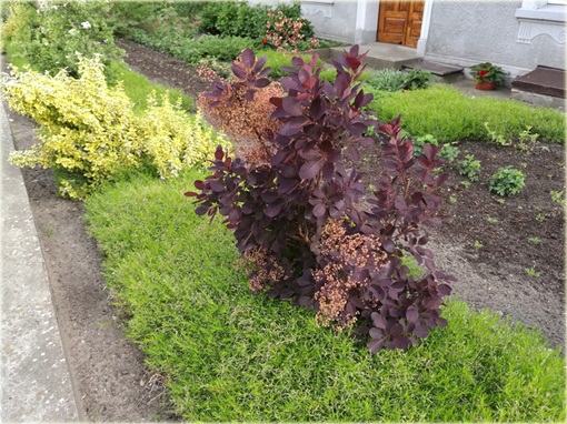 Perukowiec podolski czerwony Cotinus coggygria red