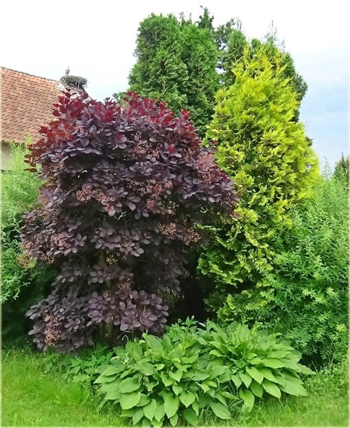 Perukowiec podolski czerwony Cotinus coggygria red