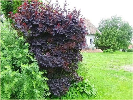 Perukowiec podolski czerwony Cotinus coggygria red