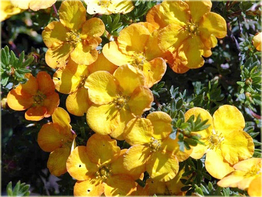 Pięciornik krzewiasty Annette Potentilla fruticosa Annette