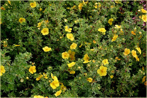 Pięciornik krzewiasty Annette Potentilla fruticosa Annette