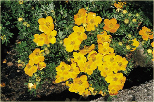 Pięciornik krzewiasty Annette Potentilla fruticosa Annette