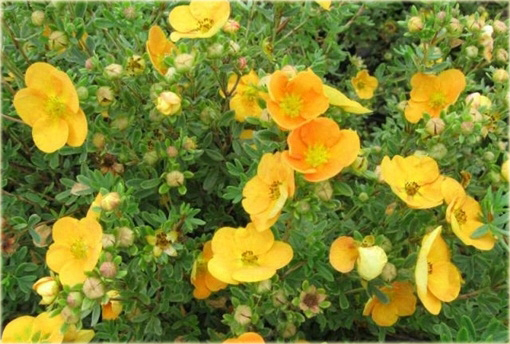 Pięciornik krzewiasty Annette Potentilla fruticosa Annette