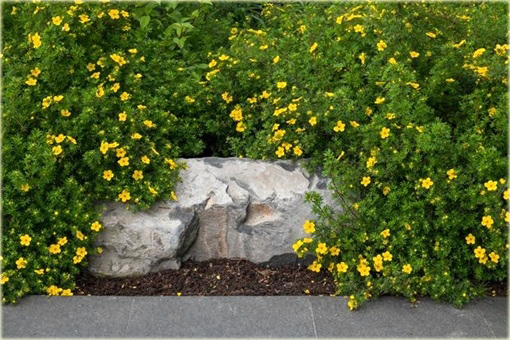 Pięciornik krzewiasty Annette Potentilla fruticosa Annette