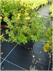 Pięciornik krzewiasty Annette Potentilla fruticosa Annette