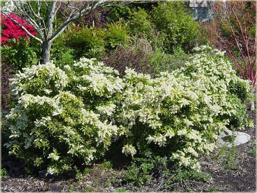 Pieris japoński Debutante