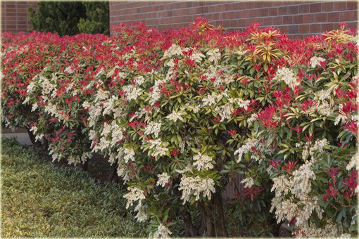 Pieris japoński Mountain Fire