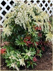 Pieris japoński Mountain Fire Pieris japonica Mountain Fire