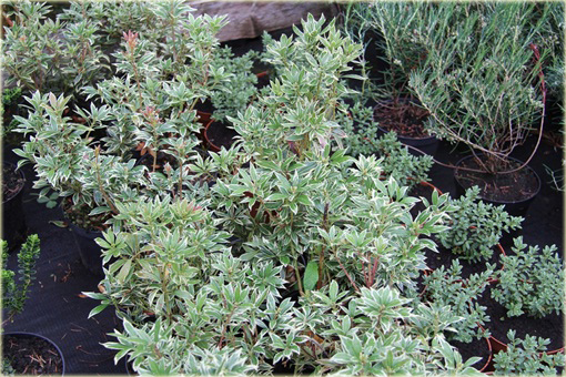 Pieris japoński Variegata Pieris japonica variegata