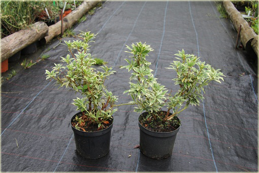 Pieris japoński Variegata Pieris japonica variegata