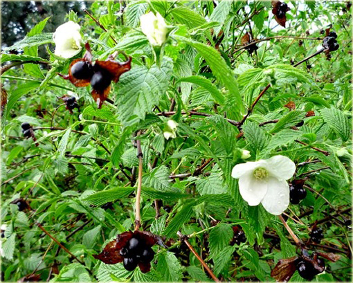 Różowiec biały Rhodotypos scandens