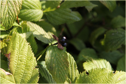 Różowiec biały Rhodotypos scandens
