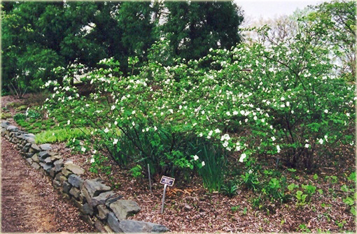 Różowiec biały Rhodotypos scandens