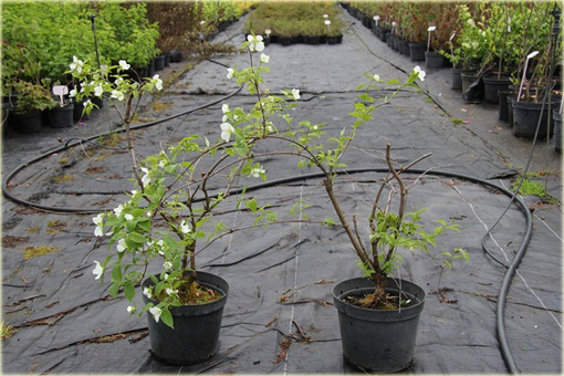 Różowiec biały Rhodotypos scandens