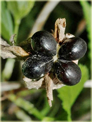 Różowiec biały Rhodotypos scandens