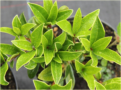 Skimia japońska Skimmia japonica