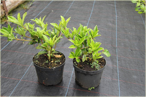 Skimia japońska Skimmia japonica