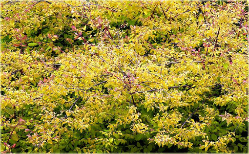 Śnieguliczka Chenaulta Brain de Soleil Symphoricarpos chenaultii