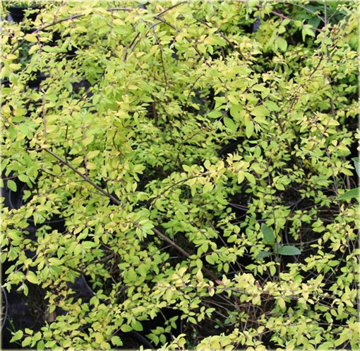 Śnieguliczka Chenaulta Brain de Soleil Symphoricarpos chenaultii