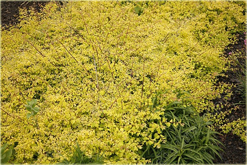 Śnieguliczka Chenaulta Brain de Soleil Symphoricarpos chenaultii