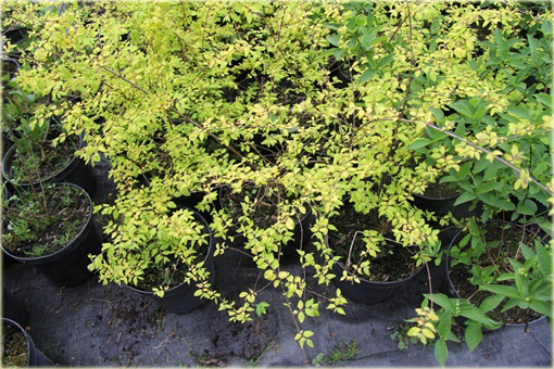 Śnieguliczka Chenaulta Brain de Soleil Symphoricarpos chenaultii