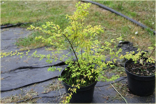 Śnieguliczka Chenaulta Brain de Soleil Symphoricarpos chenaultii