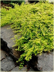 Śnieguliczka Chenaulta Brain de Soleil Symphoricarpos chenaultii