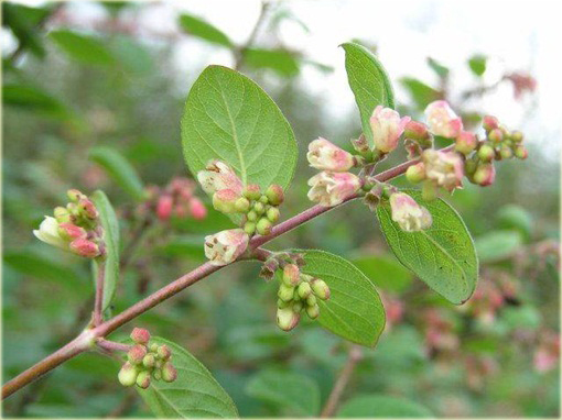 Śnieguliczka Chenaulta Hancock Symphoricarpos chenaultii Hancock