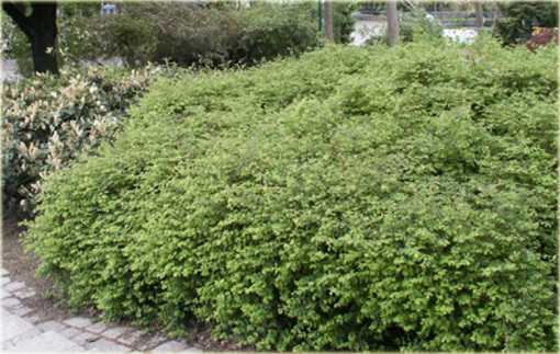 Śnieguliczka Chenaulta Hancock Symphoricarpos chenaultii Hancock