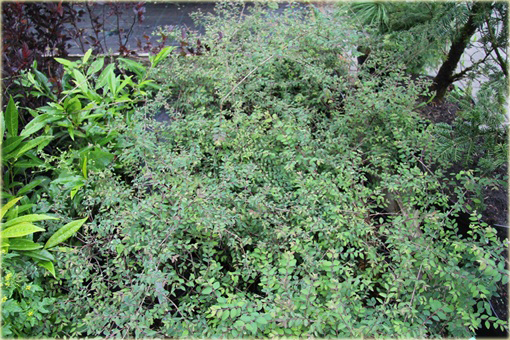 Śnieguliczka Chenaulta Hancock Symphoricarpos chenaultii Hancock