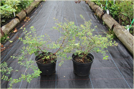 Śnieguliczka Chenaulta Hancock Symphoricarpos chenaultii Hancock