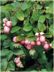 Śnieguliczka Chenaulta Hancock Symphoricarpos chenaultii Hancock